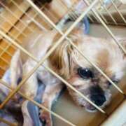 ヒメ日記 2025/07/24 16:33 投稿 しの　奥様 SUTEKIな奥様は好きですか?