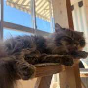 ヒメ日記 2026/03/11 19:20 投稿 ひとみ ぽっちゃりきぶん