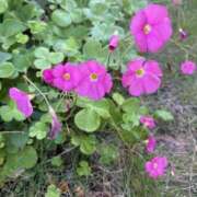 ヒメ日記 2025/11/09 07:57 投稿 弥生 変態美熟女お貸しします。