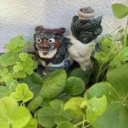 弥生 沖縄 変態美熟女お貸しします。