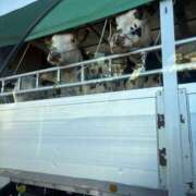 弥生 モー🐮 変態美熟女お貸しします。