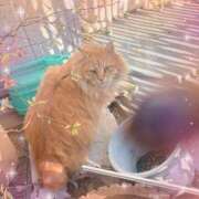 弥生 近所の猫　その① 変態美熟女お貸しします。