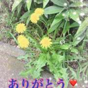 ヒメ日記 2026/04/15 17:37 投稿 弥生 変態美熟女お貸しします。