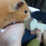 ヒメ日記 2025/07/08 12:43 投稿 くれあ 奥様特急　池袋・大塚店