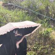 ヒメ日記 2025/07/17 17:47 投稿 ゆきな 萌えカワ