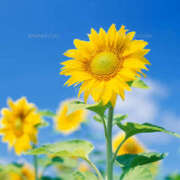 ヒメ日記 2025/08/21 17:50 投稿 ことは 所沢デリヘル桜