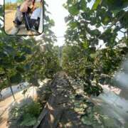 ヒメ日記 2025/08/02 10:00 投稿 An　アン XOXO Hug&Kiss 神戸店