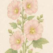 ヒメ日記 2025/07/08 12:08 投稿 ゆき 札幌回春性感マッサージ倶楽部