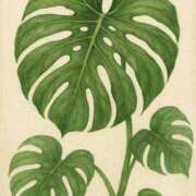 ヒメ日記 2025/07/12 12:48 投稿 ゆき 札幌回春性感マッサージ倶楽部