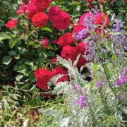 わか 今日はお誘い有難うございます☺️　 性腺熟女100％（デリヘル市場）