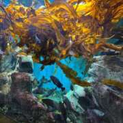 ヒメ日記 2025/09/11 09:15 投稿 星凪【セナ】 輝女