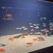 星凪【セナ】 ほんとにごめんなさい(´；ω；｀) 輝女