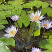 ヒメ日記 2025/10/21 21:10 投稿 さら 美熟女倶楽部Hip's 春日部店