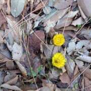 ヒメ日記 2026/01/29 06:33 投稿 ゆうこ 奥様特急新潟店