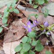 ヒメ日記 2026/02/18 06:20 投稿 ゆうこ 奥様特急新潟店