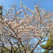 ヒメ日記 2026/04/06 19:50 投稿 ゆうこ 奥様特急新潟店