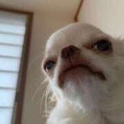 秋本凛 明日出勤します 五十路マダムエクスプレス横浜店（カサブランカグループ）