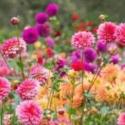 ヒメ日記 2025/09/08 11:00 投稿 香田 鶯谷デッドボール