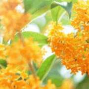 ヒメ日記 2025/09/11 20:32 投稿 香田 鶯谷デッドボール