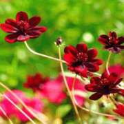 ヒメ日記 2025/09/26 20:02 投稿 香田 鶯谷デッドボール