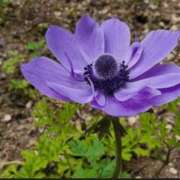 ヒメ日記 2025/11/05 11:59 投稿 香田 鶯谷デッドボール