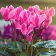 ヒメ日記 2025/11/22 12:21 投稿 香田 鶯谷デッドボール