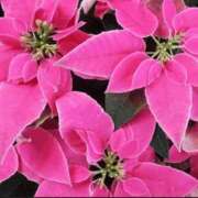 ヒメ日記 2025/12/12 10:59 投稿 香田 鶯谷デッドボール