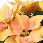 ヒメ日記 2025/12/25 09:09 投稿 香田 鶯谷デッドボール