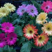 ヒメ日記 2026/01/03 10:19 投稿 香田 鶯谷デッドボール