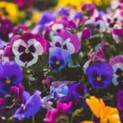 ヒメ日記 2026/01/29 10:50 投稿 香田 鶯谷デッドボール