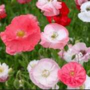 ヒメ日記 2026/05/11 10:49 投稿 香田 鶯谷デッドボール