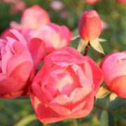 ヒメ日記 2025/09/09 07:33 投稿 北山　あさみ ホットポイントヴィラ