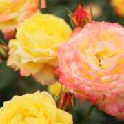 ヒメ日記 2025/09/16 07:17 投稿 北山　あさみ ホットポイントヴィラ