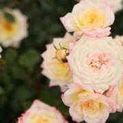 ヒメ日記 2025/09/18 12:01 投稿 北山　あさみ ホットポイントヴィラ