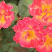 ヒメ日記 2025/09/22 07:54 投稿 北山　あさみ ホットポイントヴィラ