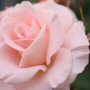 ヒメ日記 2025/10/05 12:00 投稿 北山　あさみ ホットポイントヴィラ