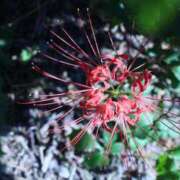 ヒメ日記 2025/10/09 07:30 投稿 北山　あさみ ホットポイントヴィラ