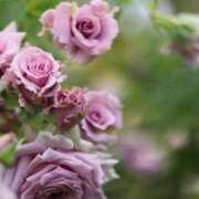 ヒメ日記 2025/10/15 07:30 投稿 北山　あさみ ホットポイントヴィラ