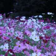 ヒメ日記 2025/10/24 05:09 投稿 北山　あさみ ホットポイントヴィラ