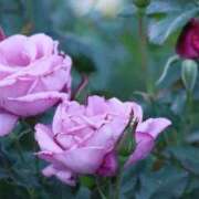 ヒメ日記 2025/11/03 19:30 投稿 北山　あさみ ホットポイントヴィラ