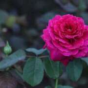 ヒメ日記 2025/11/04 07:30 投稿 北山　あさみ ホットポイントヴィラ