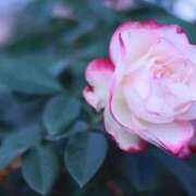 ヒメ日記 2025/11/06 07:30 投稿 北山　あさみ ホットポイントヴィラ