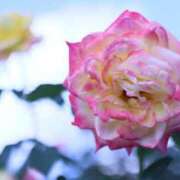 ヒメ日記 2025/11/07 05:49 投稿 北山　あさみ ホットポイントヴィラ