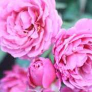 ヒメ日記 2025/11/09 07:30 投稿 北山　あさみ ホットポイントヴィラ