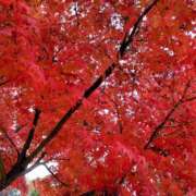 ヒメ日記 2025/11/26 07:30 投稿 北山　あさみ ホットポイントヴィラ