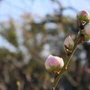 ヒメ日記 2026/04/01 09:58 投稿 北山　あさみ ホットポイントヴィラ