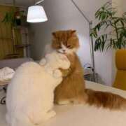 ヒメ日記 2025/08/29 15:09 投稿 アクア 上野ハンドメイド