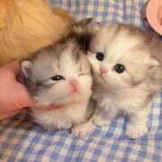 ヒメ日記 2025/10/13 09:32 投稿 アクア 上野ハンドメイド