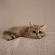 ヒメ日記 2025/11/03 14:22 投稿 アクア 上野ハンドメイド