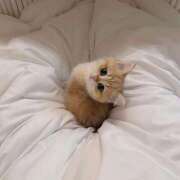 ヒメ日記 2025/11/09 10:20 投稿 アクア 上野ハンドメイド